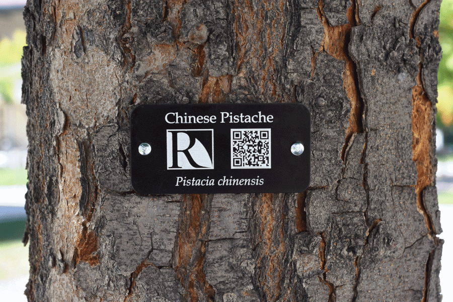 Tree with a label "Chinese Pistache"