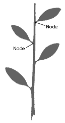 Leaf orientation