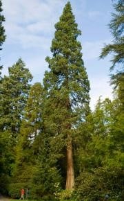 Coast Redwood tree