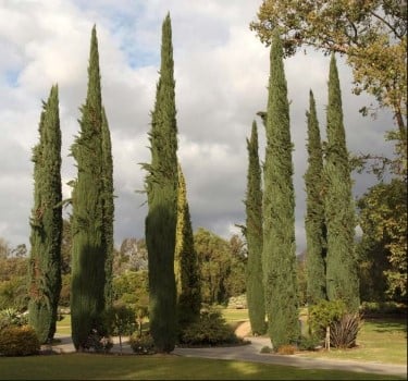 FROM S.AFRICA 8 WEEKS DELIVERY Details about   ITALIAN CYPRESS TREE" Cupressus Sem." 100 SEEDS 