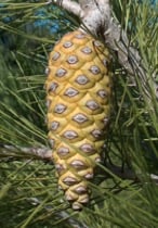 ripening cone.jpg