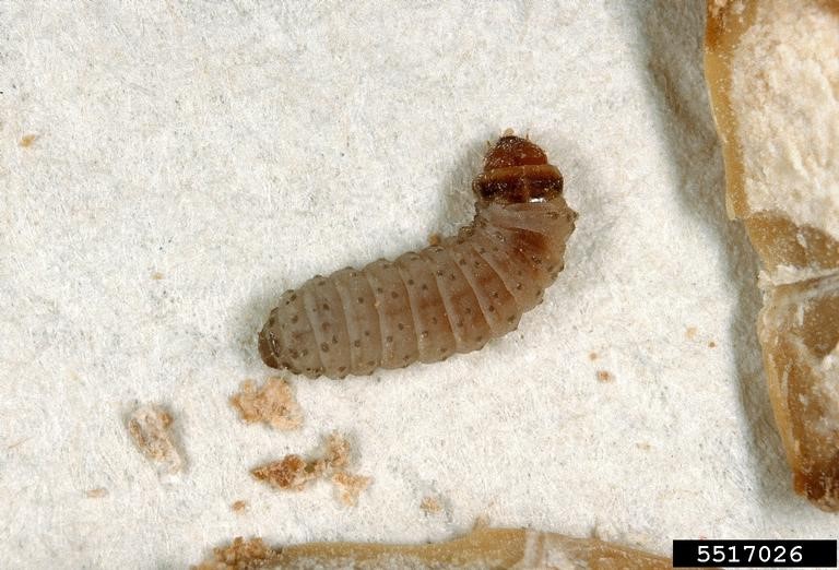 Moth larvae.jpg