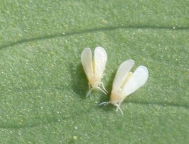 Whitefly adults.jpg