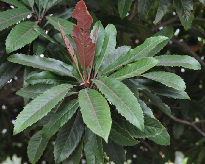 Leaves of Bronze Loquat.jpg