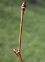 4. twig of planetree.jpg