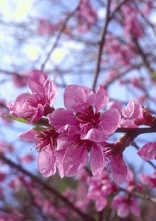 peach tree flower.jpg