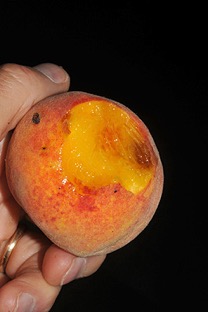 peach tree fruit.jpg