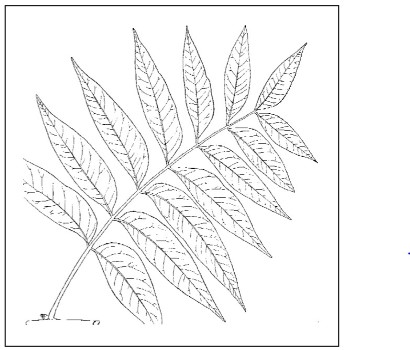 Attachment of leaflets to rachis